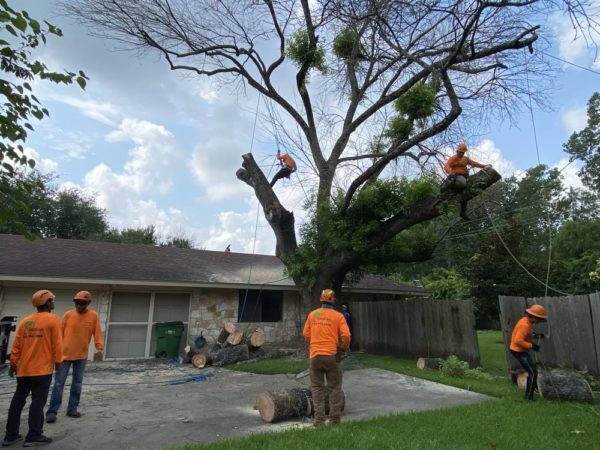 Tree Service